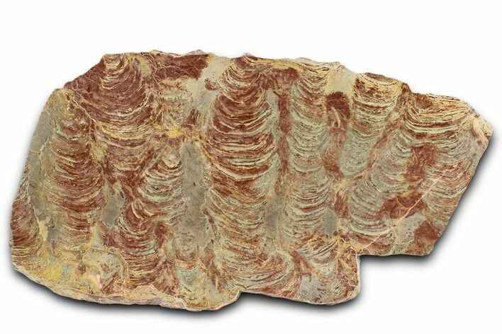 Polished Stromatolite (Inzeria) From Russia - Million Years #362946